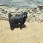 تيس فحل