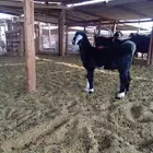 تيس عارضي للبيع