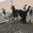 دجاج براهما للبيع