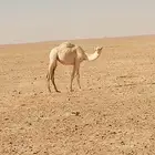 بكرة مفرودة للبيع