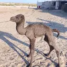 حواره صفرا غرنوقية