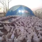 بيض بط بكيني