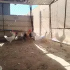 بط وارانب وديكه