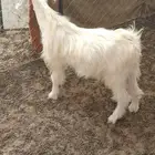 تيس بري