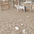 تيوس