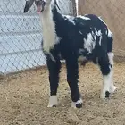 طلي نجدي