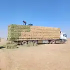 تبن بر حولي وجديد والدفع عند الوصول