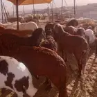 نعيمي حري بلدي