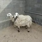 ضان دفيع