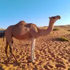 ناقه هجن سبوق