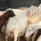ضان قرايب