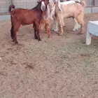 تيوس ذبايح للبيع
