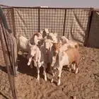 تيوس مطورات عدد 7