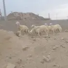 خرفان نظيفه ومشروطه تصلح للمناسبات