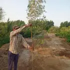 شتلات كف مريم