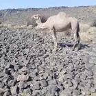 نياق للبيع