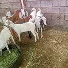 ماعز للبيع 2 تتبعها 2 السن مطلعه الرباع