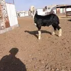 مشروع فحل نجدي صنف