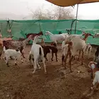 للبيع ماعز مواليد