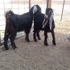 اجفار عوارض