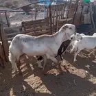 طلي فحل سويكني مشروط سنه سديس