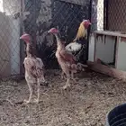 دجاج باكستاني