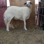 تم البيع