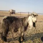 تيوس عارضية