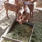 تيوس محايليه