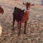 سوق الدمام