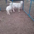 شاة رباع خلفه