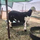 خروف نجدي ذبيحة