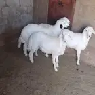 خرفان نضيفه اعمارها 9 شهور