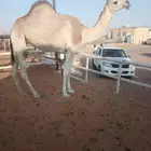 بكره لقيه اطيب من تصوير عظم و طفاح