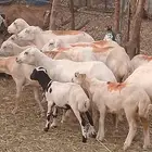 ضان