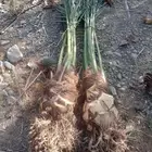 صني عجوه فاخره 50   شي احسن من الممتاز تعال اختار