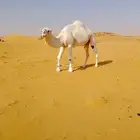 فحل عوني منتج