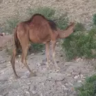 بكار للبيع