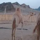 بكره بنت اليزر