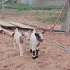 تيسين قزمي العمر 5 ايام