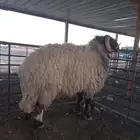 فحل نعيم