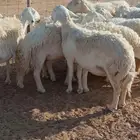غنم حريات حرش نوادر دفيع ومضاريع