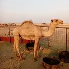 حاشي للبيع