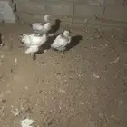 فروخ براهما كولمبي صافي اساس خوارج