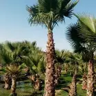 قص أشجار تركيب نخيل القطيف