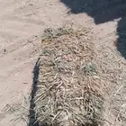اعلاف خضراء دخن للبيع