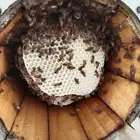 للبيع نحل بلدي على الشرط قوي جدا  مافيه العود الضعيف
