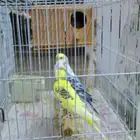 طيور بادي للبيع