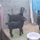 عنز. وتيس. (غنم