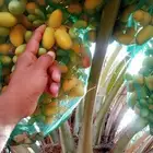 للبيع محصول تمور طيب
